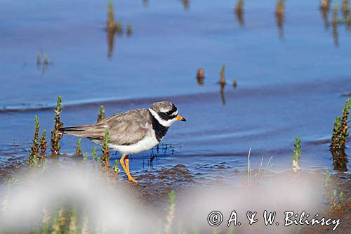 Sieweczka obrożna, Charadrius hiaticula