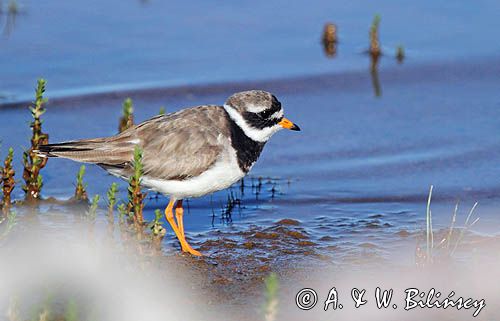 Sieweczka obrożna, Charadrius hiaticula