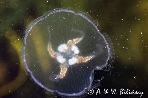 chełbia, meduza, Aurelia aurita