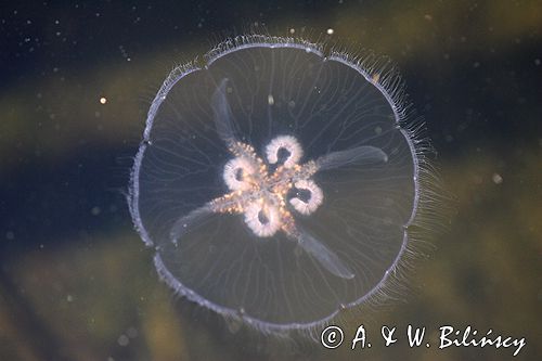 chełbia, meduza, Aurelia aurita