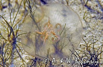 meduza - chełbia modra Aurelia aurita