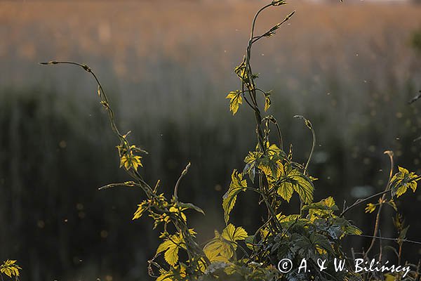 Chmiel zwyczajny, Humulus lupulus