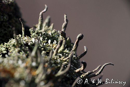 Chrobotek szydlasty, Cladonia coniocraea