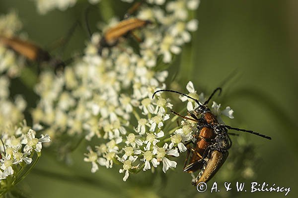 Zmorsznik czerwony, Stictoleptura rubra