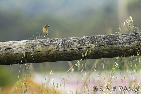 Chwastówka zwyczajna, chwastówka, Cisticola juncidis, Asturia, Hiszpania