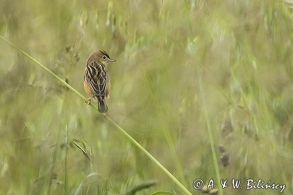 Chwastówka zwyczajna, chwastówka, Cisticola juncidis, Asturia, Hiszpania