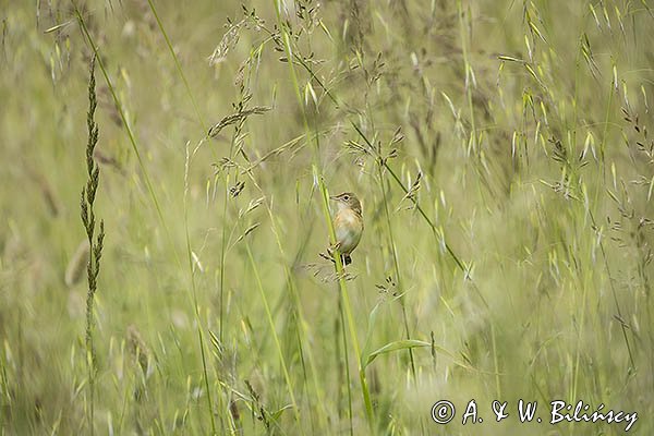 Chwastówka zwyczajna, chwastówka, Cisticola juncidis, Asturia, Hiszpania