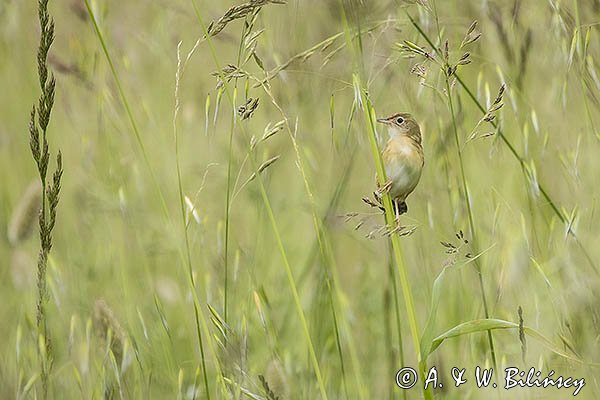 Chwastówka zwyczajna, chwastówka, Cisticola juncidis, Asturia, Hiszpania