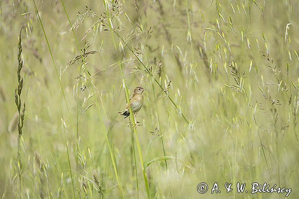 Chwastówka zwyczajna, chwastówka, Cisticola juncidis, Asturia, Hiszpania