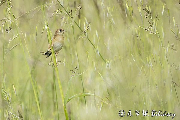 Chwastówka zwyczajna, chwastówka, Cisticola juncidis, Asturia, Hiszpania