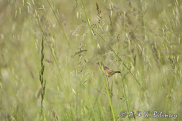 Chwastówka zwyczajna, chwastówka, Cisticola juncidis, Asturia, Hiszpania