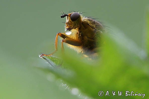 Cuchna nawozowa, Scathophaga stercoraria z kroplą