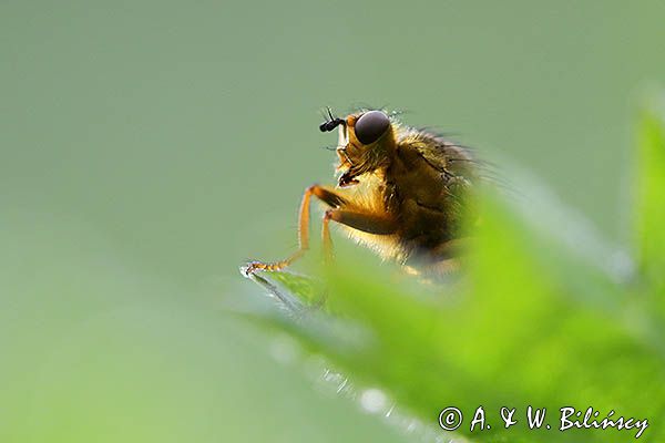 Cuchna nawozowa, Scathophaga stercoraria