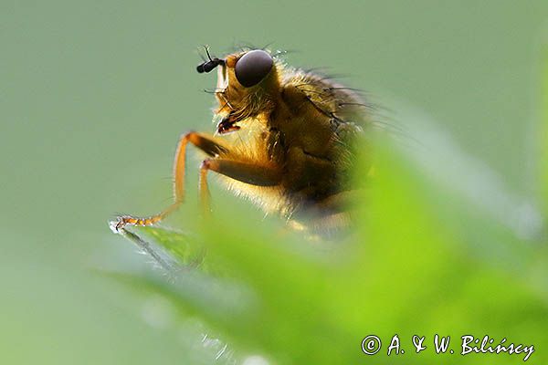 Cuchna nawozowa, Scathophaga stercoraria