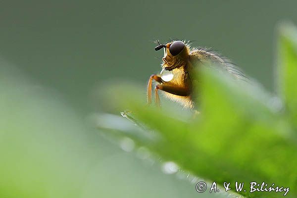 Cuchna nawozowa, Scathophaga stercoraria z kroplą