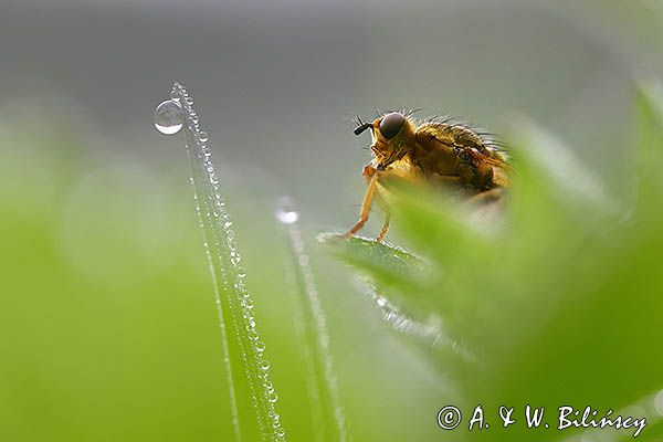 Cuchna nawozowa, Scathophaga stercoraria z kroplą