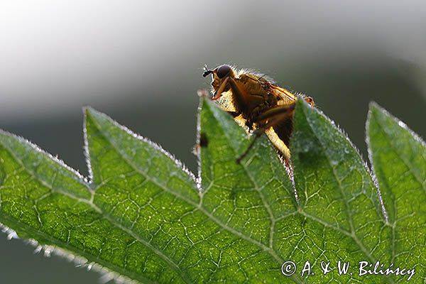 Cuchna nawozowa, Scathophaga stercoraria