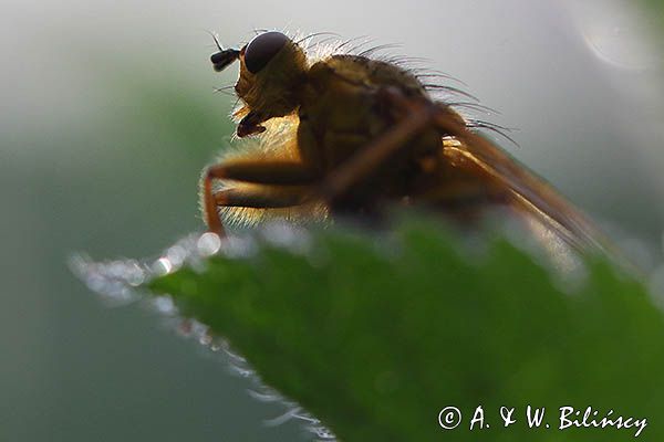 Cuchna nawozowa, Scathophaga stercoraria