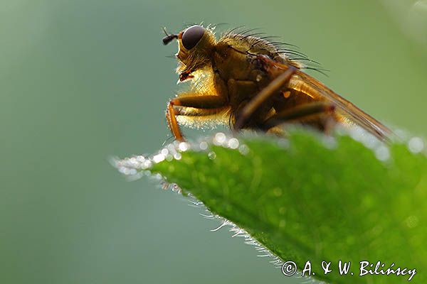 Cuchna nawozowa, Scathophaga stercoraria