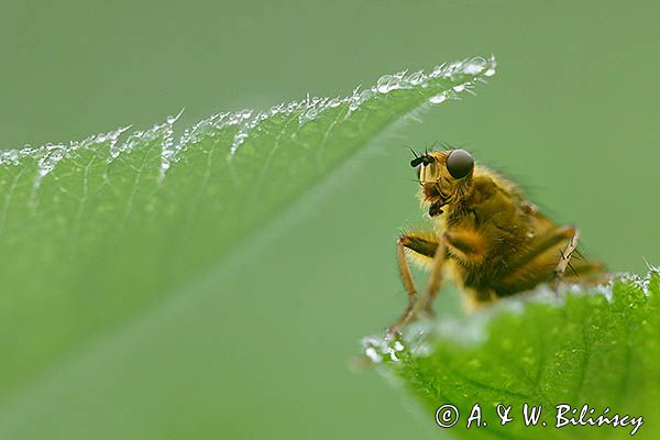 Cuchna nawozowa, Scathophaga stercoraria