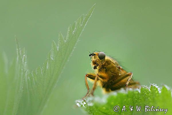 Cuchna nawozowa, Scathophaga stercoraria