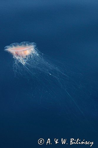 The lion's mane jellyfish, hair jelly, Cyanea capillata, Bełtwa włosiennik (festonowa). Skagerrak, Norway, fot A&W Bilińscy