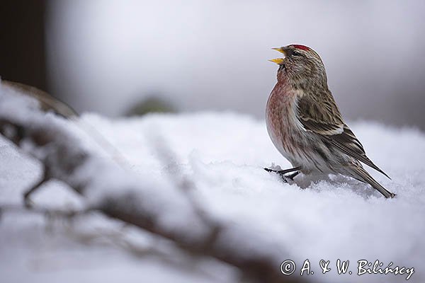 Czeczotka, Carduelis flammea, Acanthis flammea, samiec