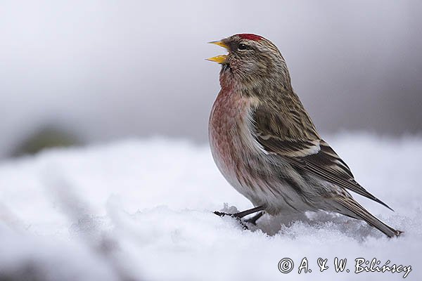 Czeczotka, Carduelis flammea, Acanthis flammea, samiec