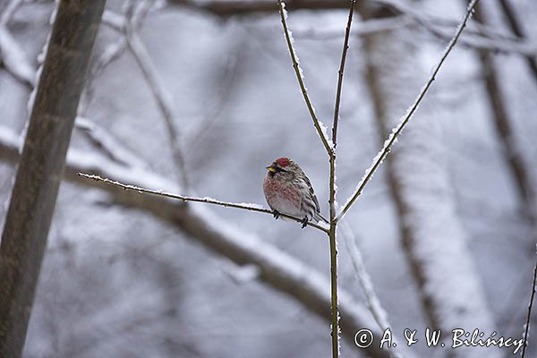 Czeczotka, Carduelis flammea, Acanthis flammea, samiec