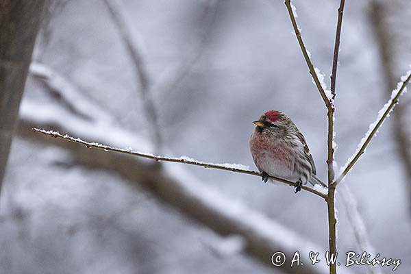 Czeczotka, Carduelis flammea, Acanthis flammea, samiec