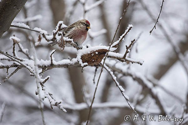 Czeczotka, Carduelis flammea, Acanthis flammea, samiec