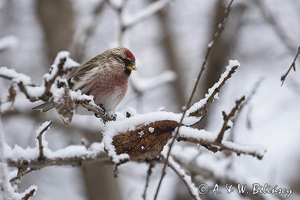 Czeczotka, Carduelis flammea, Acanthis flammea, samiec