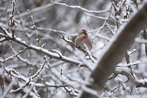 Czeczotka, Carduelis flammea, Acanthis flammea, samiec