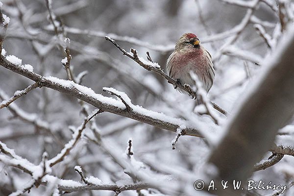 Czeczotka, Carduelis flammea, Acanthis flammea, samiec