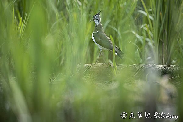 Czajka, Vanellus vanellus