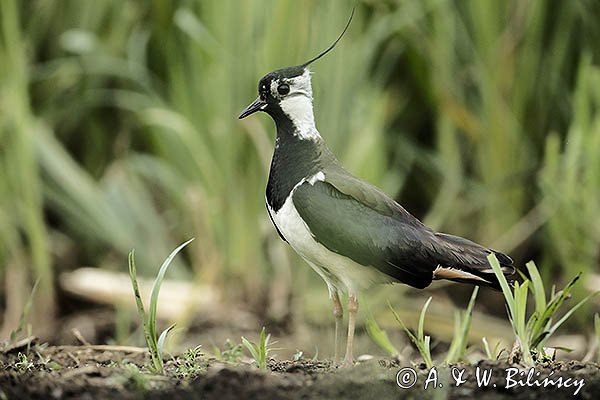 Czajka, Vanellus vanellus