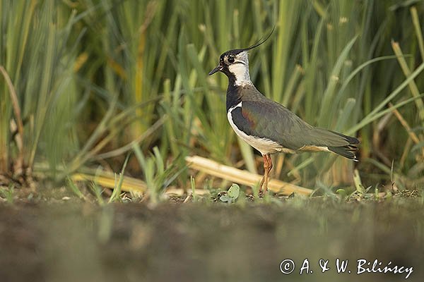 Czajka, Vanellus vanellus