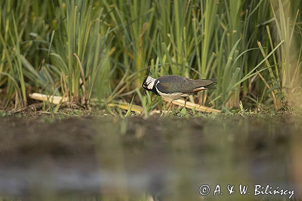 Czajka, Vanellus vanellus