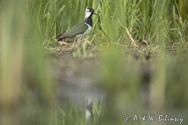 Czajka, Vanellus vanellus