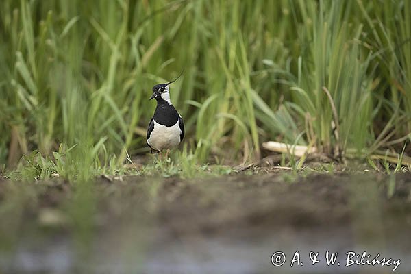 Czajka, Vanellus vanellus