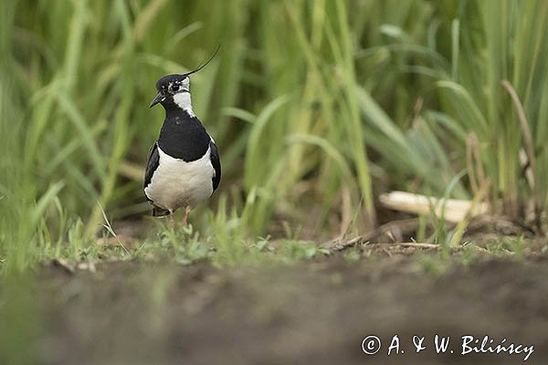 Czajka, Vanellus vanellus