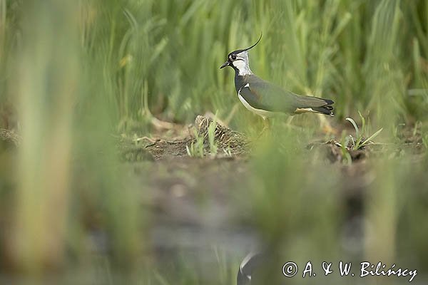 Czajka, Vanellus vanellus