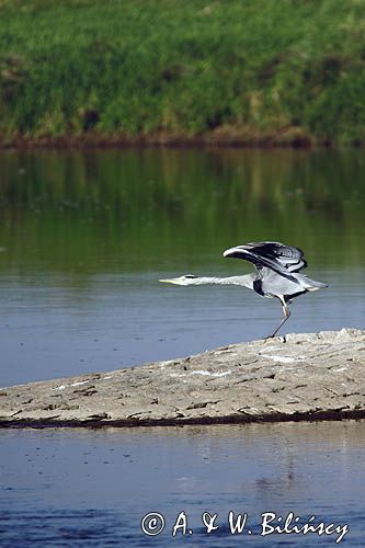 czapla siwa, Ardea cinerea