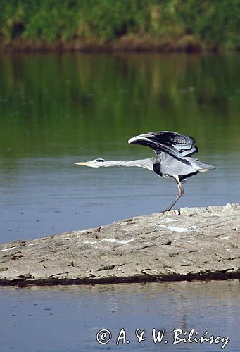 czapla siwa, Ardea cinerea