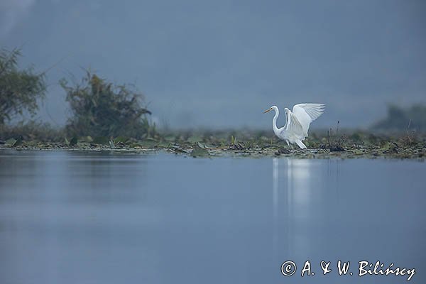 Czapla biała, Casmerodius albus, Ardea alba, Egretta alba