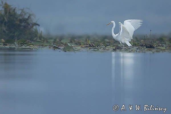 Czapla biała, Casmerodius albus, Ardea alba, Egretta alba