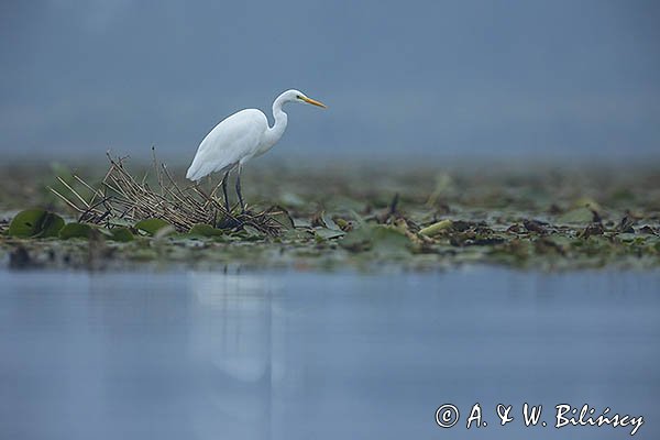 Czapla biała, Casmerodius albus, Ardea alba, Egretta alba