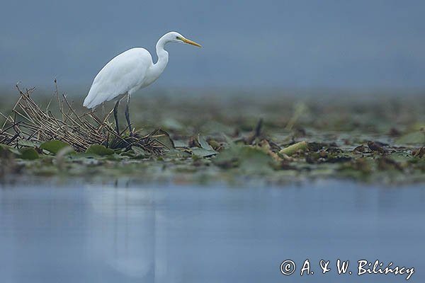 Czapla biała, Casmerodius albus, Ardea alba, Egretta alba