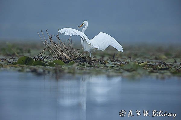 Czapla biała, Casmerodius albus, Ardea alba, Egretta alba