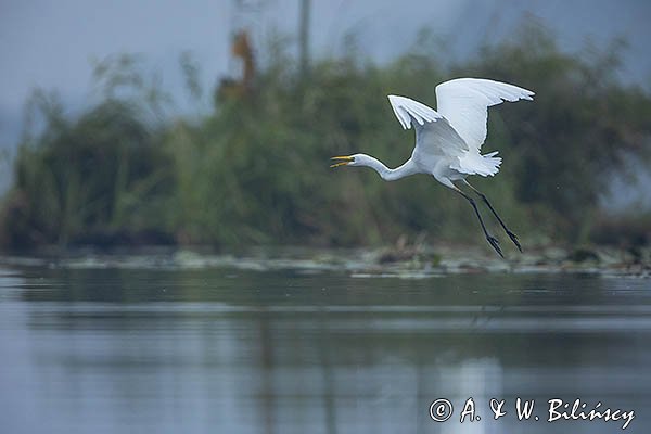 Czapla biała, Casmerodius albus, Ardea alba, Egretta alba